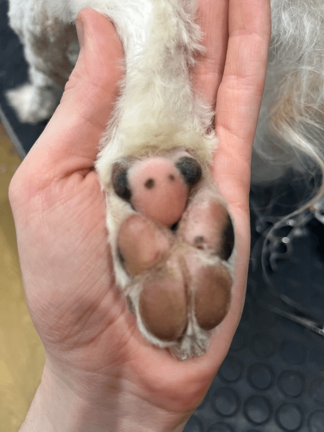 opticalillusions16_023