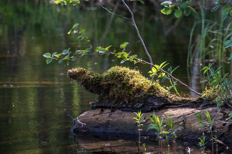 opticalillusions16_031