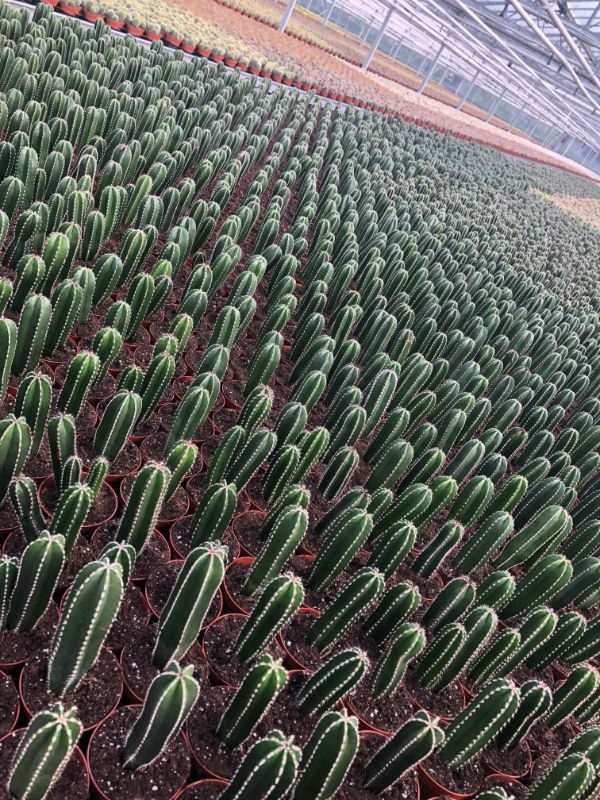 perfectphotos182_005