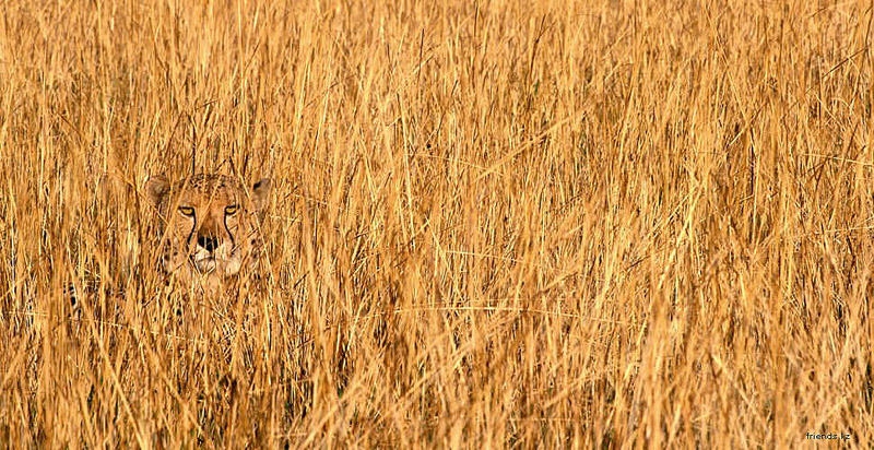 camouflage10_005