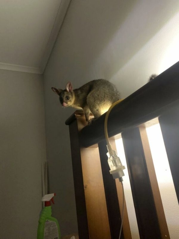 funnyanimals177_001