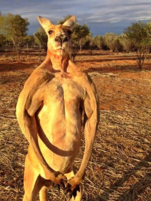 funnyanimals177_003