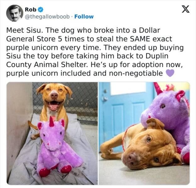 funnyanimals177_011