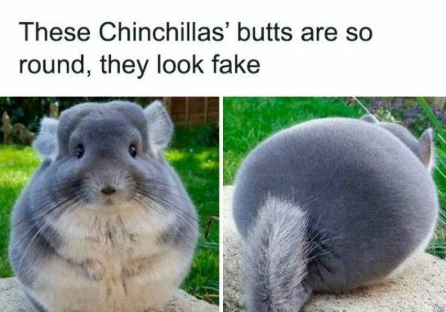 funnyanimals177_012