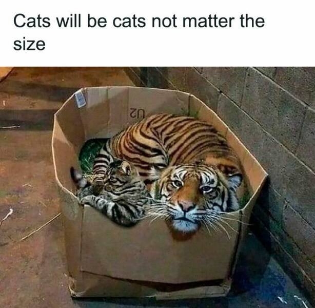 funnyanimals177_014