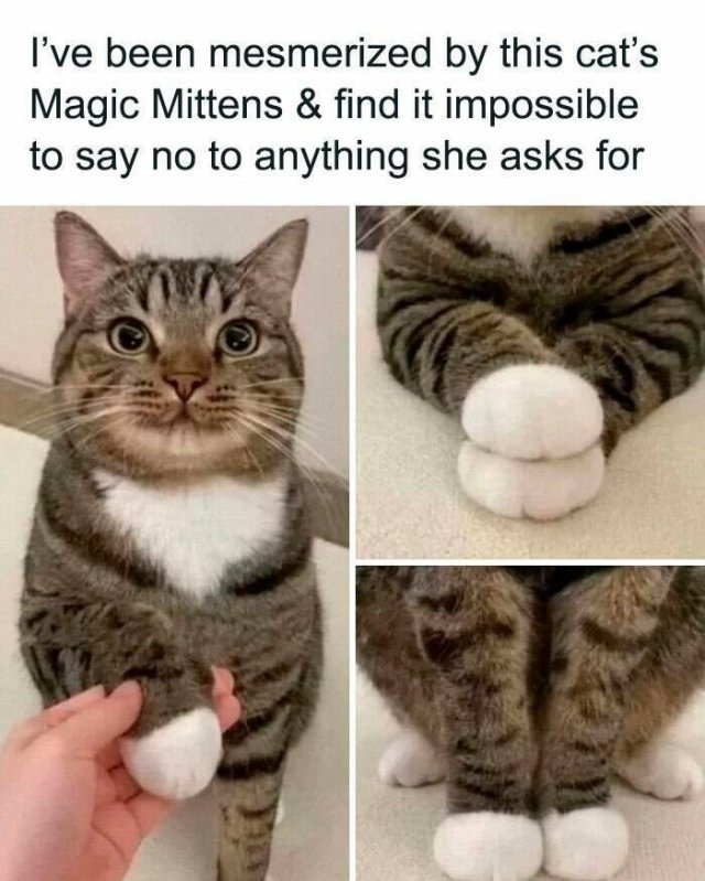 funnyanimals177_015