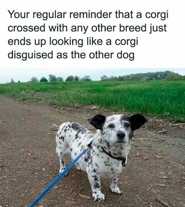 funnyanimals177_016