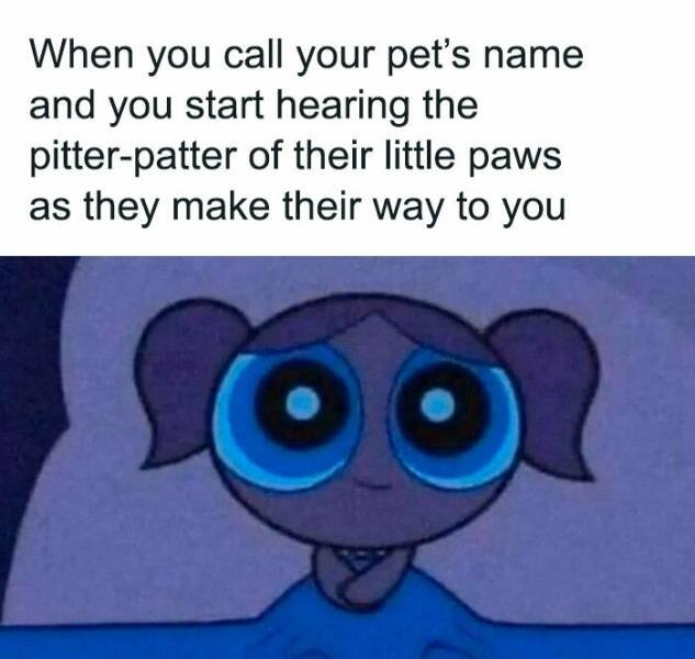 funnyanimals177_017