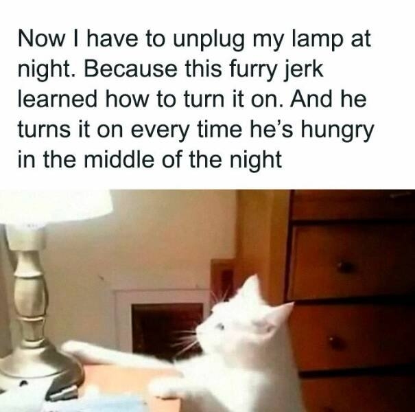 funnyanimals177_019