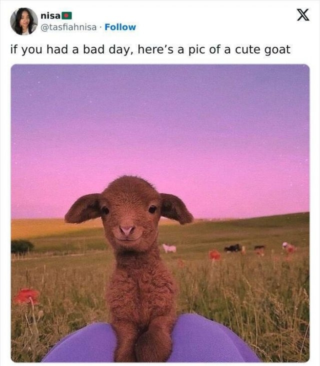 funnyanimals177_020