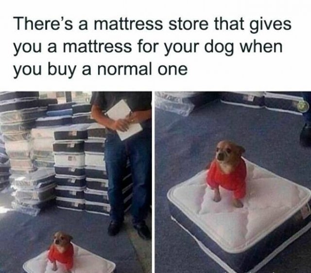 funnyanimals177_022