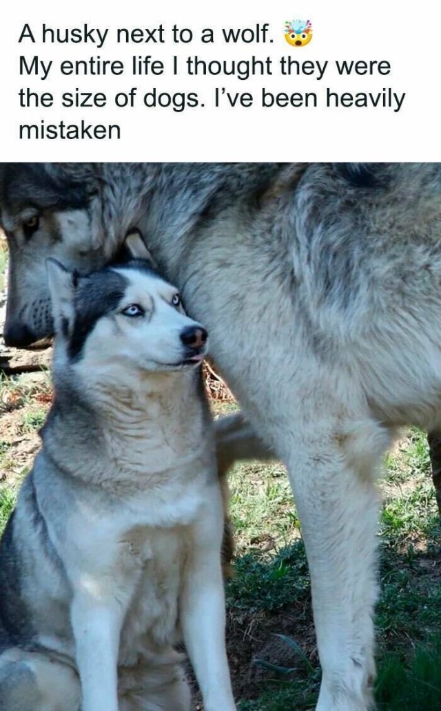 funnyanimals177_023