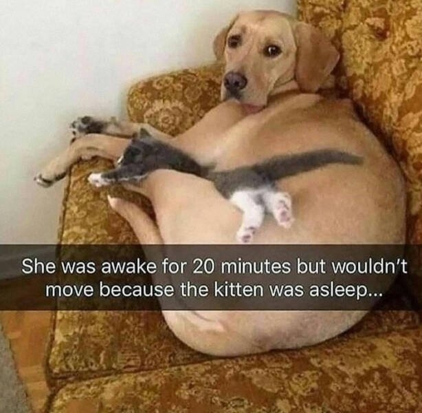 funnyanimals177_025