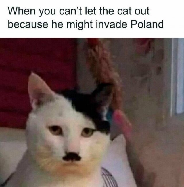 funnyanimals177_029