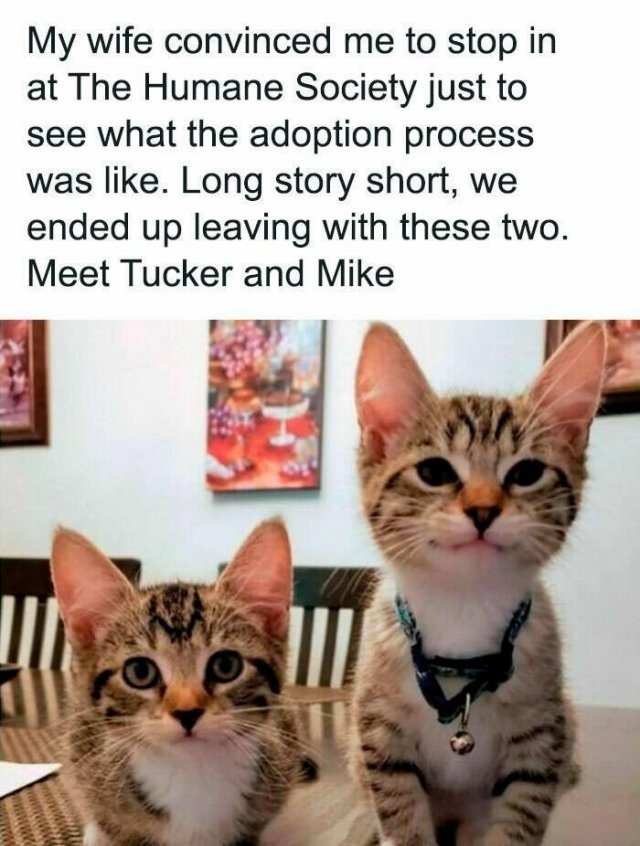 funnyanimals177_030