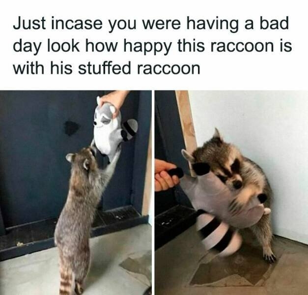funnyanimals177_033