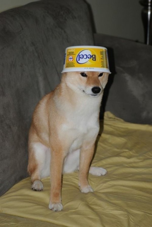 funnyanimals177_036