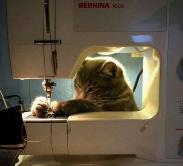 funnyanimals177_037