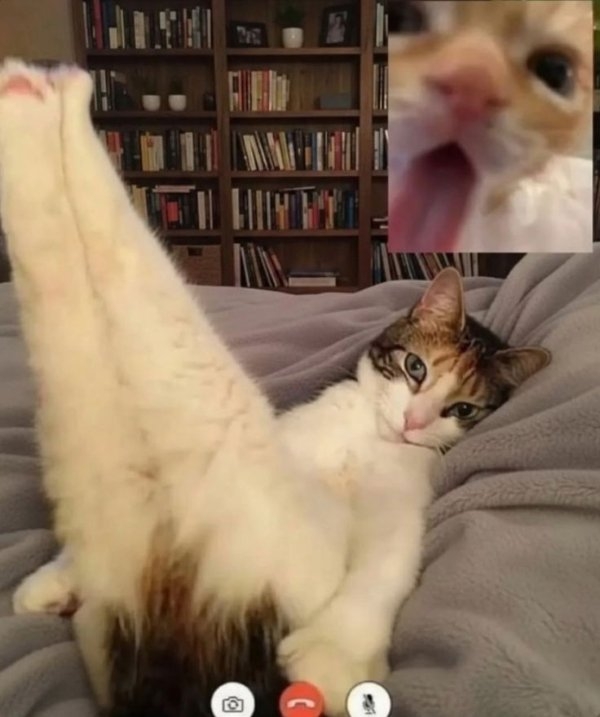 funnyanimals177_039