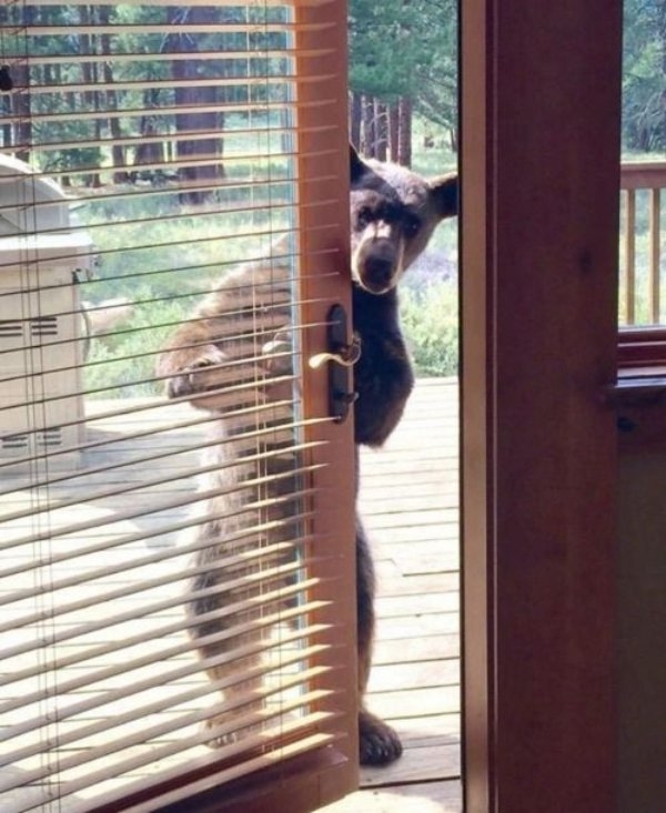 funnyanimals177_040