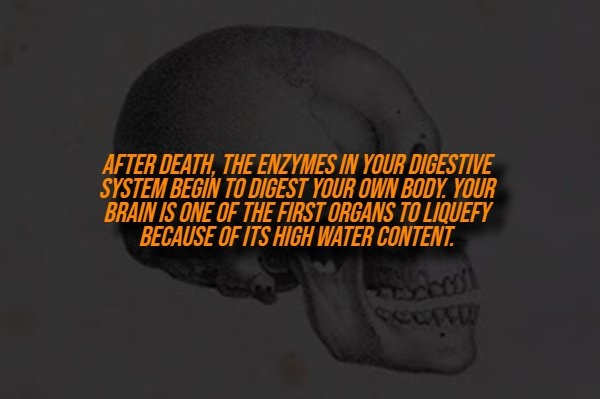 interestingfacts329_003