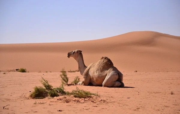 interestingfacts331_004