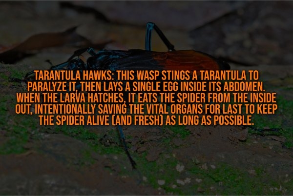 interestingfacts332_001