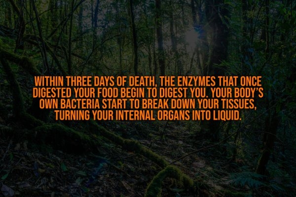 interestingfacts332_010