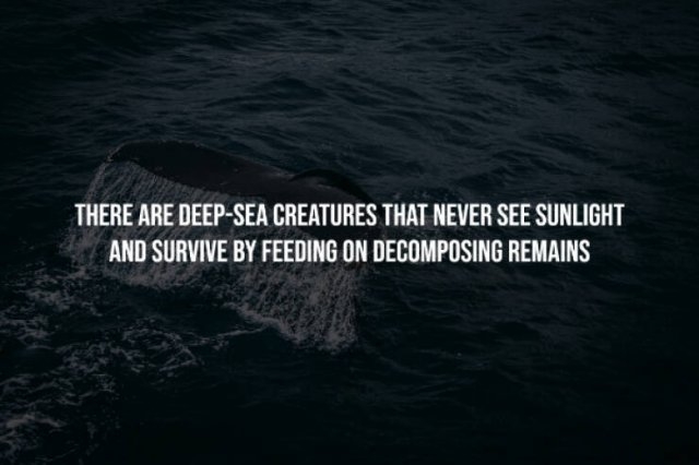 interestingfacts333_009