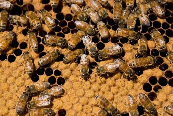 interestingfacts334_016