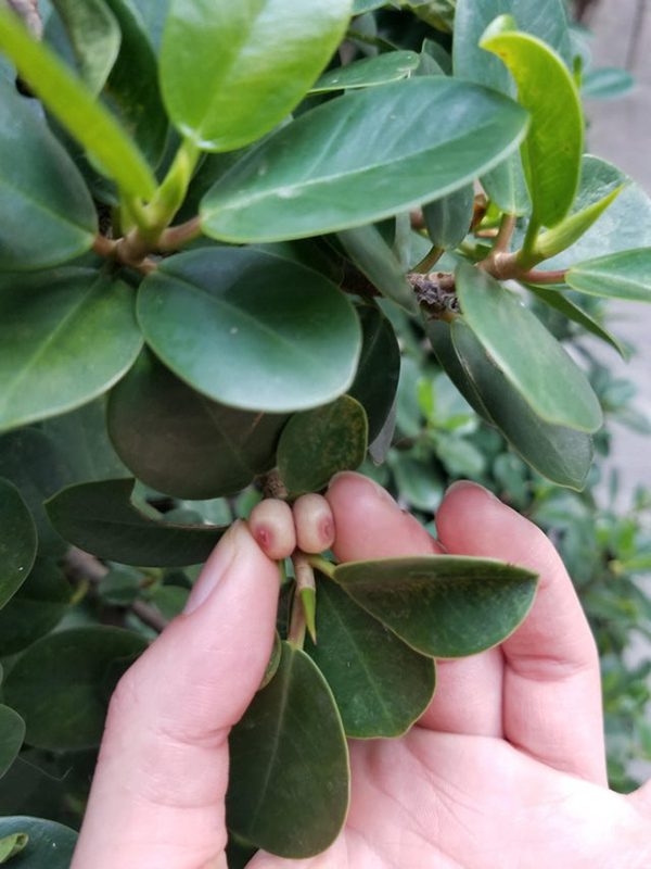 opticalillusions17_012