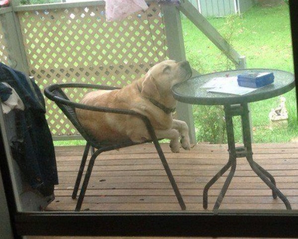 dogs72_002