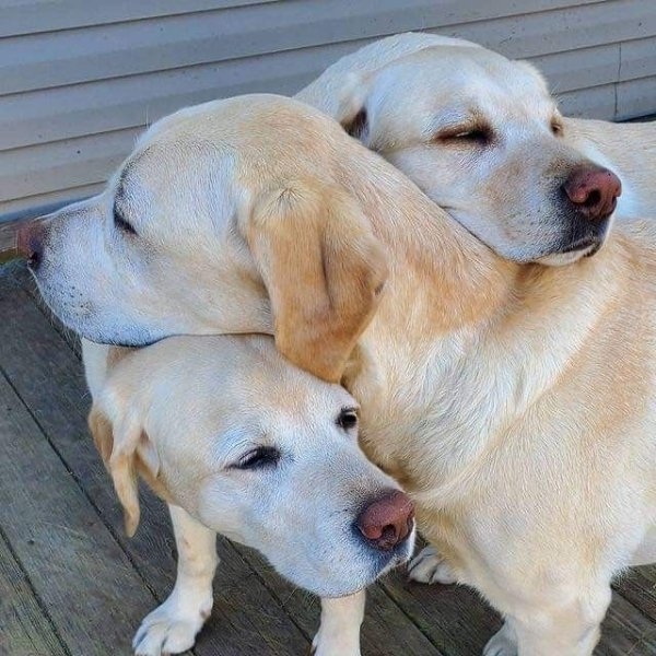 dogs72_003