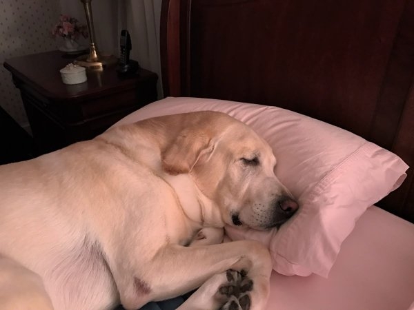 dogs72_004