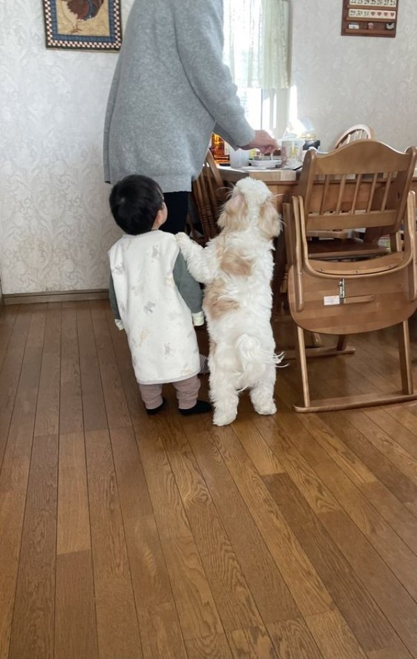 dogs72_005