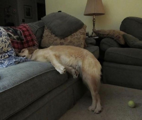 dogs72_006