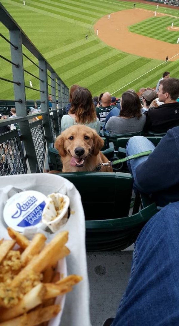 dogs72_007