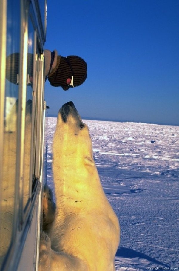 dogs72_008