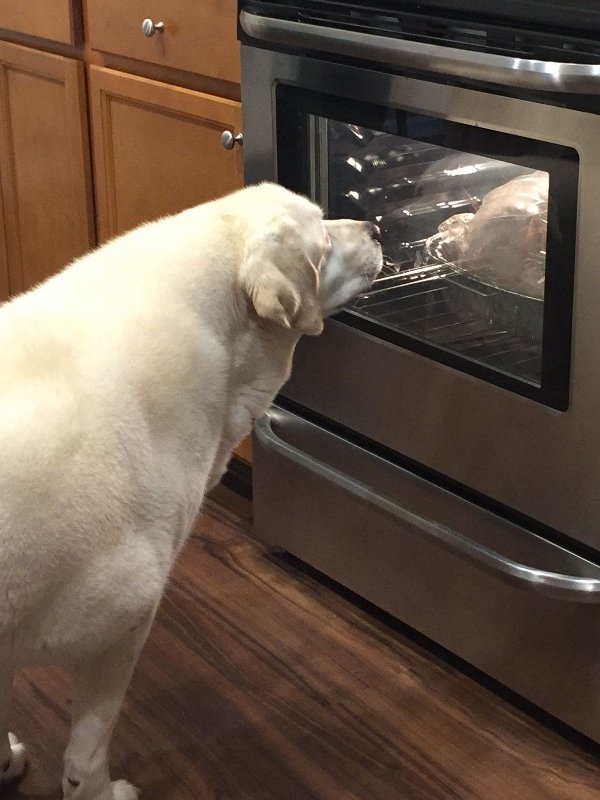 dogs72_009