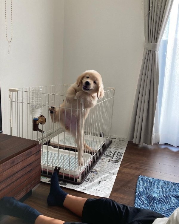 dogs72_011