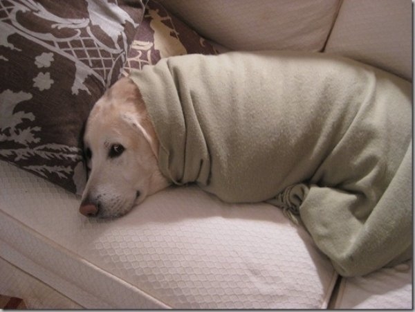 dogs72_012