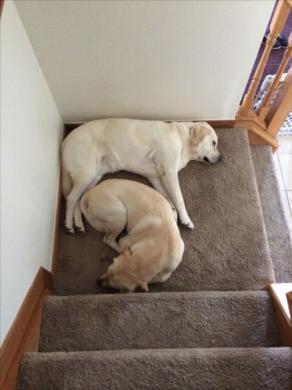 dogs72_013