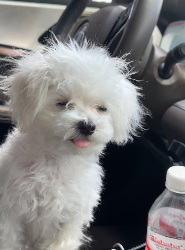 dogs72_018