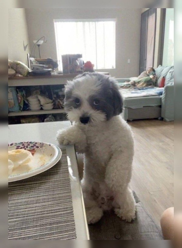 dogs72_019