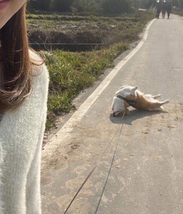 dogs72_020