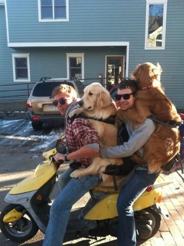 dogs72_021