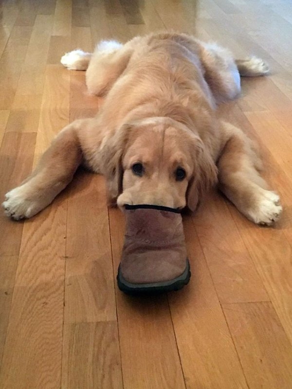 dogs72_022