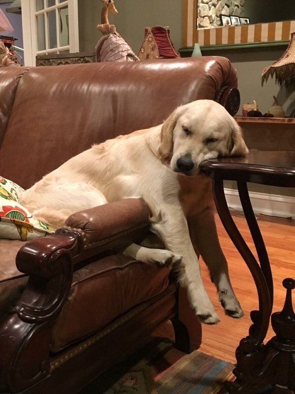 dogs72_024