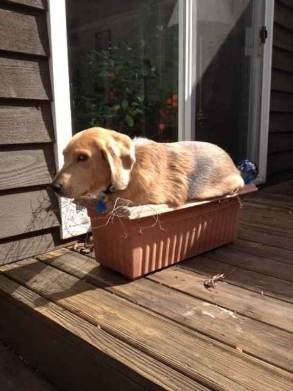 dogs72_026