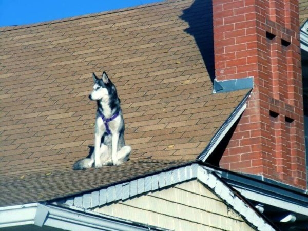 dogs72_027